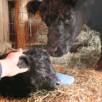 beltie-with-her-calf