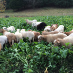 finishing-sheep-on-turnips