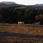 long-view-of-upper-pasture